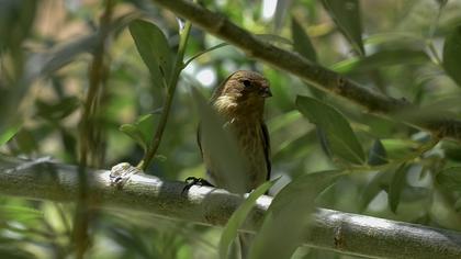 Red-fronted Serin