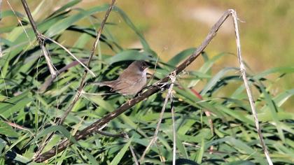 Sardinian Warbler