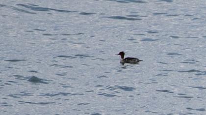 Red-breasted Merganser