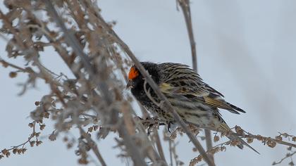 Red-fronted Serin