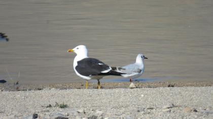 Lesser Black-backed Gull