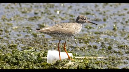 Common Redshank