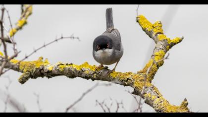 Sardinian Warbler