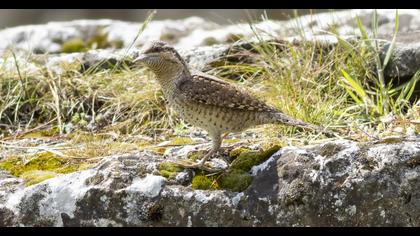 Eurasian Wryneck