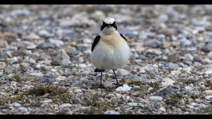 Karakulaklı kuyrukkakan