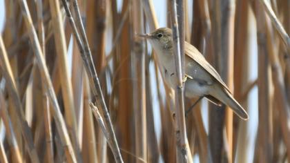 Eurasian Reed Warbler