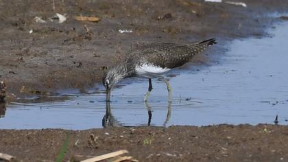 Green Sandpiper