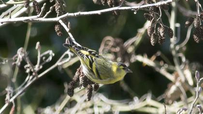 Eurasian Siskin