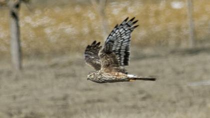 Hen Harrier