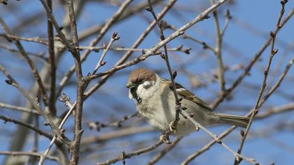 Eurasian Tree Sparrow