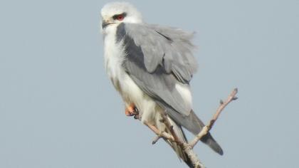 Black-winged Kite