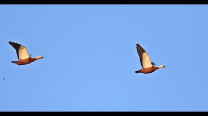 Ruddy Shelduck