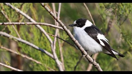 Collared Flycatcher