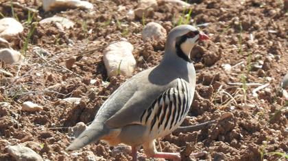 Chukar Partridge