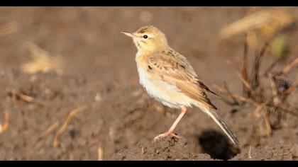 Tawny Pipit