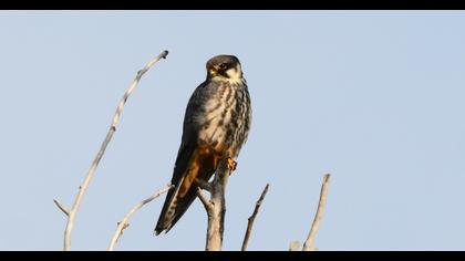 Eurasian Hobby