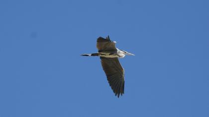 Grey Heron
