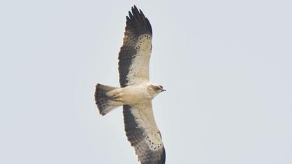 Booted Eagle