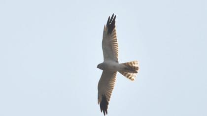 Pallid Harrier