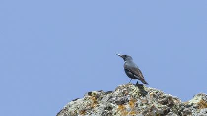 Blue Rock Thrush