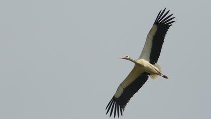 White Stork