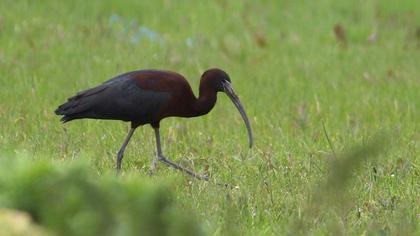 Glossy Ibis