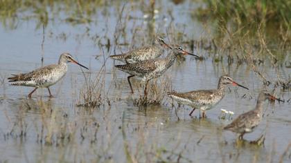 Spotted Redshank