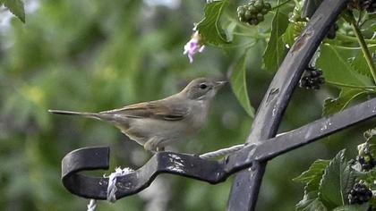 Common Whitethroat