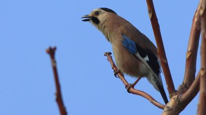 Eurasian Jay