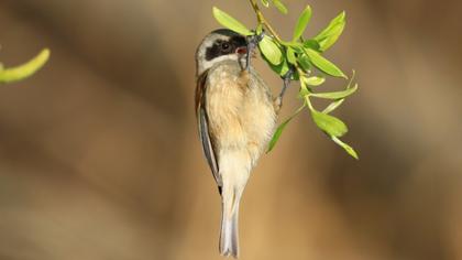 Eurasian Penduline Tit