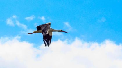 White Stork