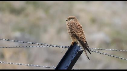 Lesser Kestrel