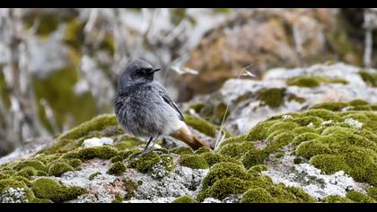 Black Redstart