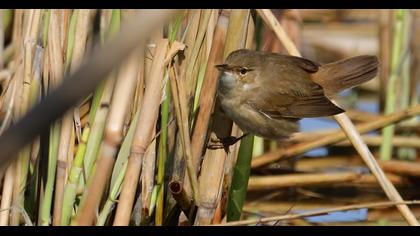 Eurasian Reed Warbler