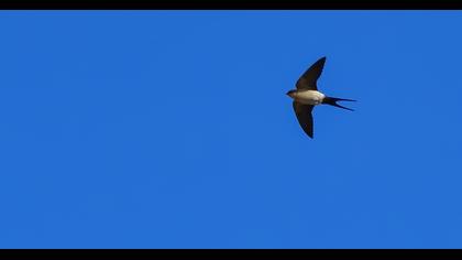 Red-rumped Swallow