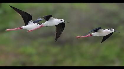 Black-winged Stilt