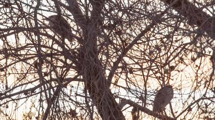 Black-crowned Night Heron