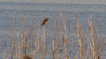 Western Osprey