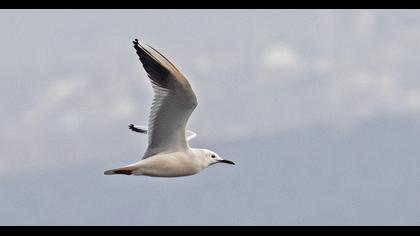 Slender-billed Gull