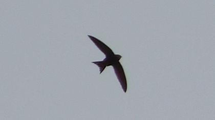 Common Swift