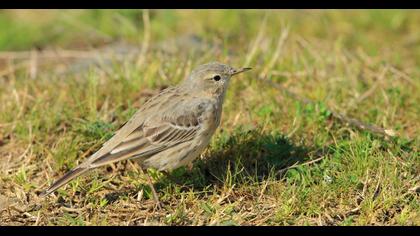 Water Pipit