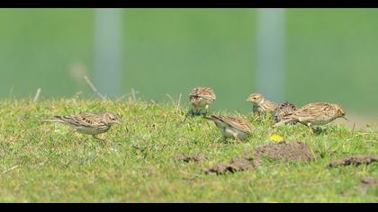 Eurasian Skylark