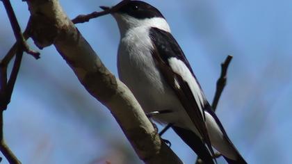 Collared Flycatcher