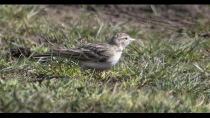 Greater Short-toed Lark
