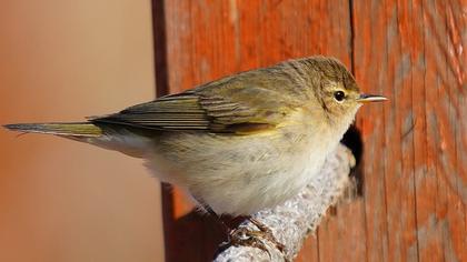 Common Chiffchaff