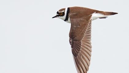 Little Ringed Plover