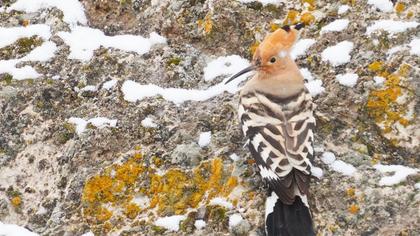 Eurasian Hoopoe