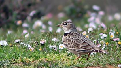 Calandra Lark