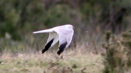 Pallid Harrier