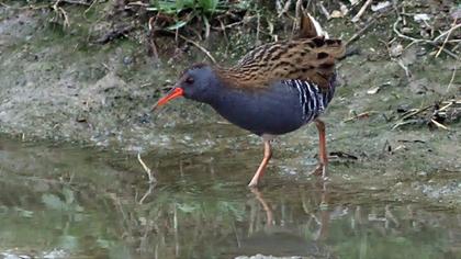 Water Rail